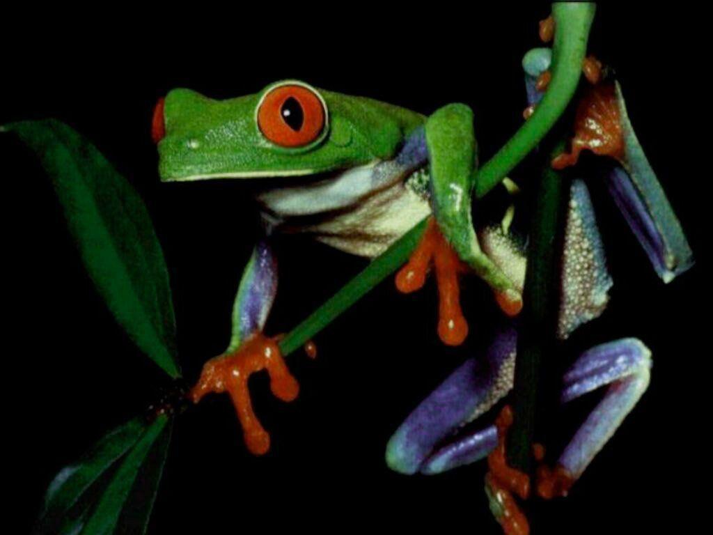 Chorus Frog HD Wallpaper Wallpaper Inn