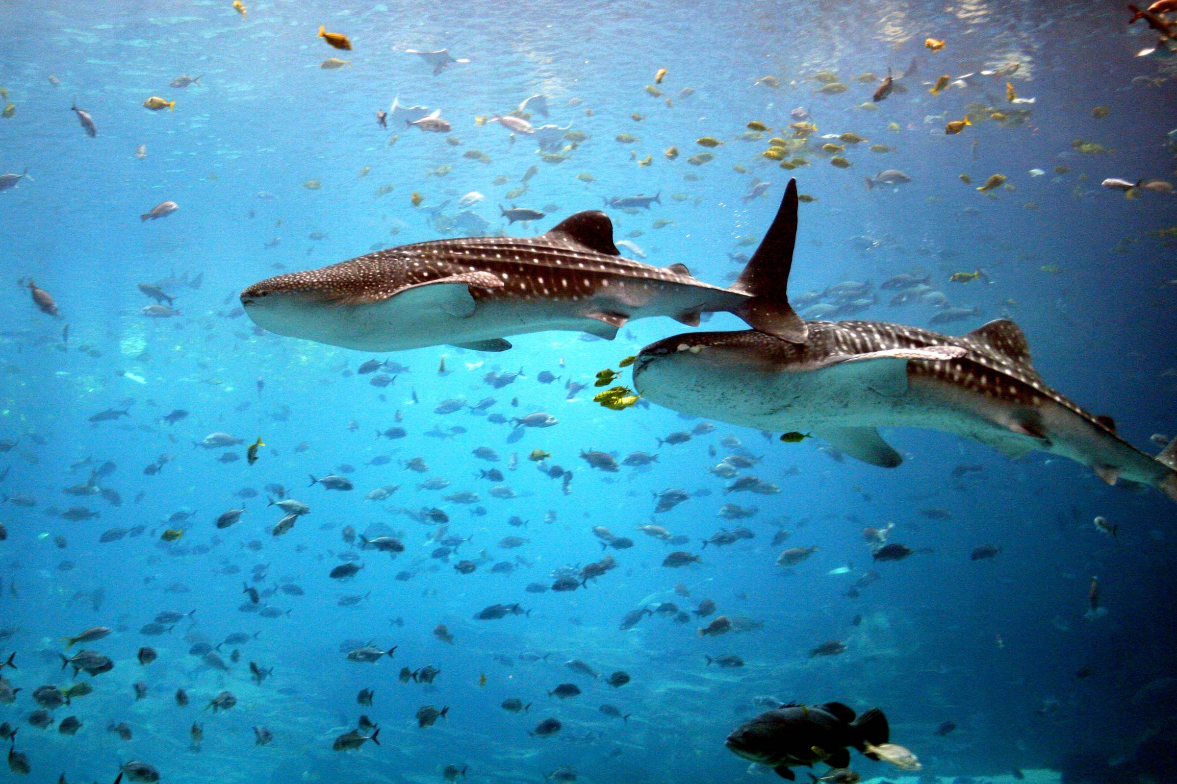 Download Cool Animals Animal Whale Shark Wallpaper 2400x1600. HD
