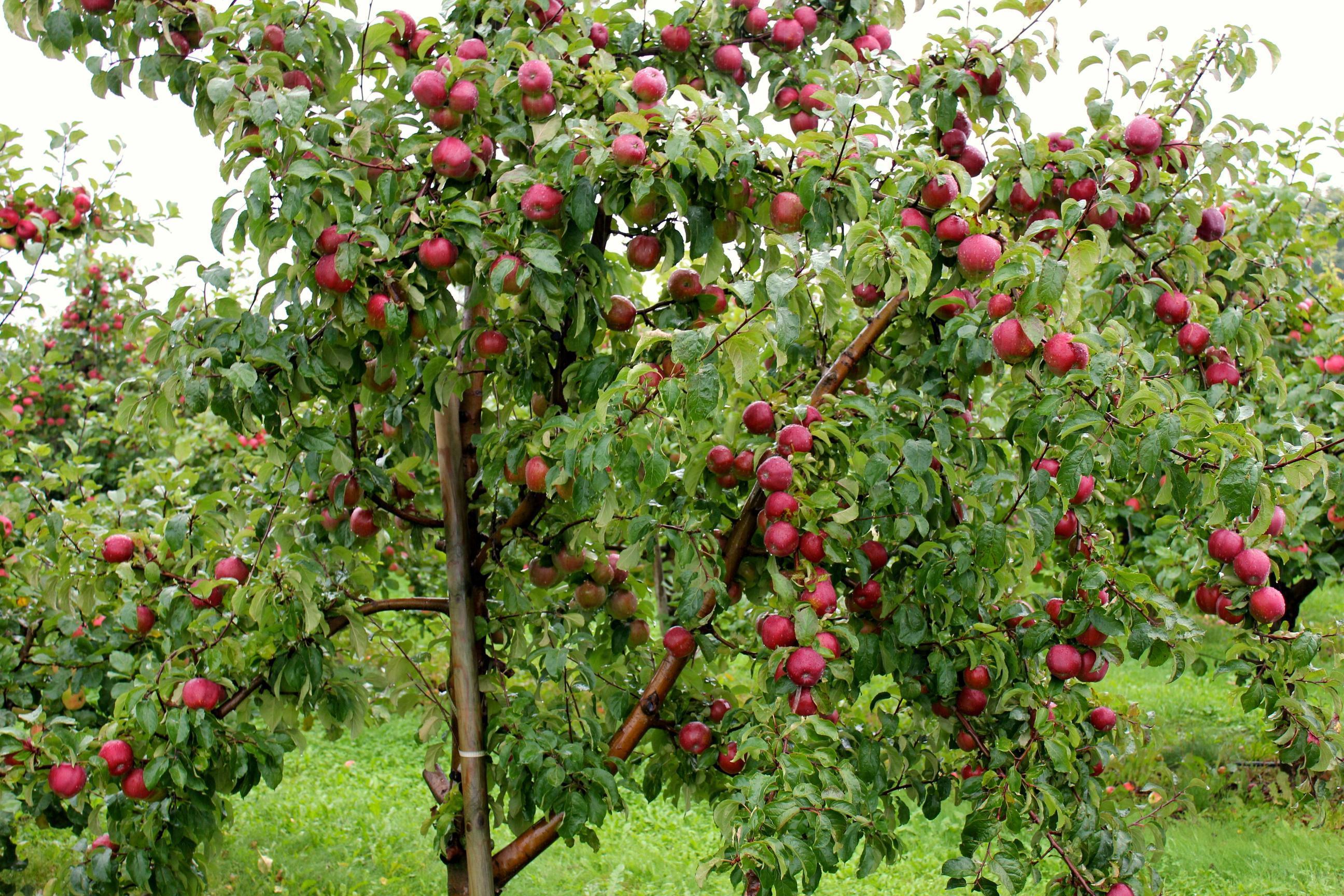 Apple Tree Wallpaper. Apple Tree Picture
