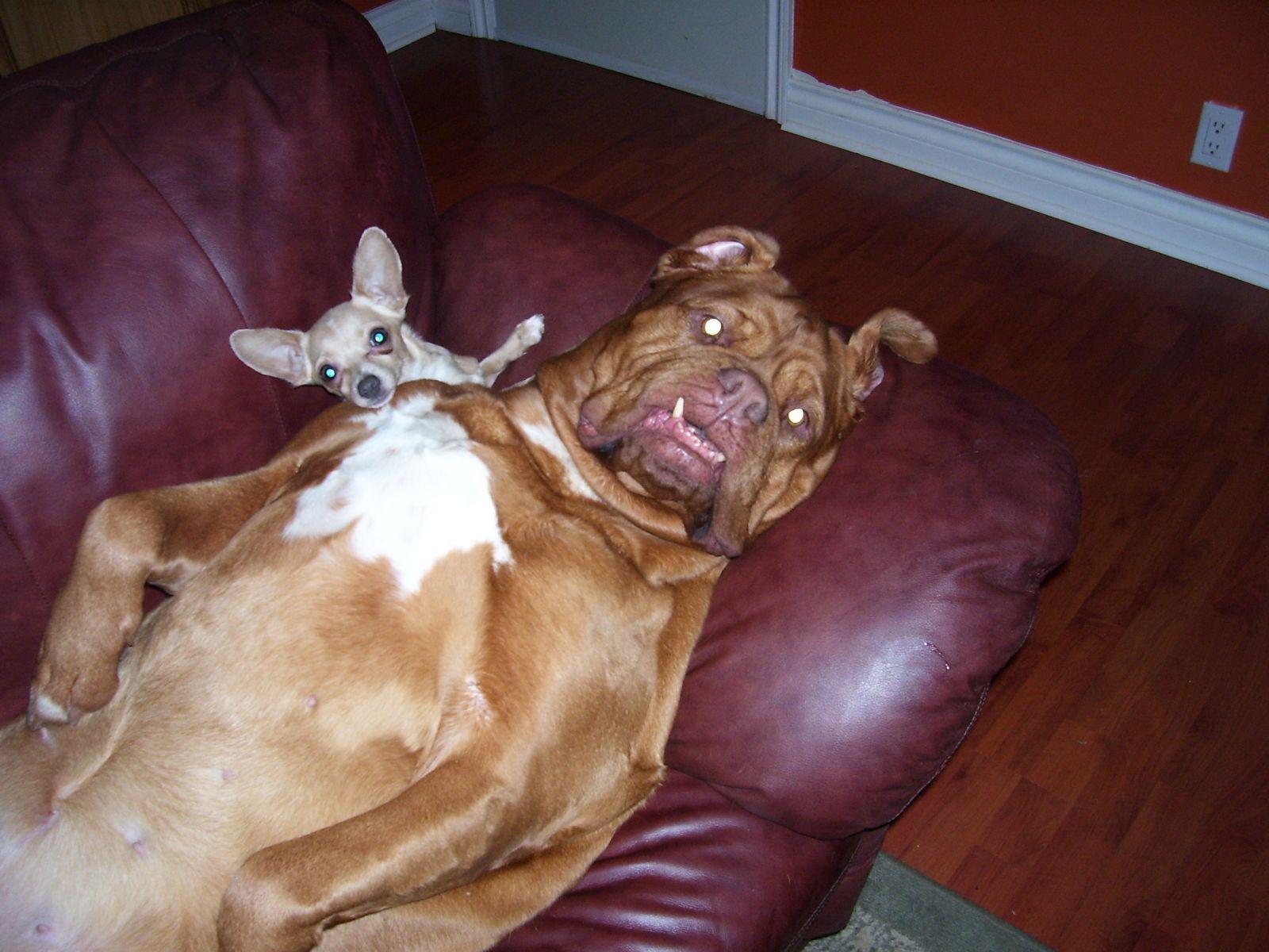 Ugly Dogs Picture, Weird Pics, Amazing and Strange Image