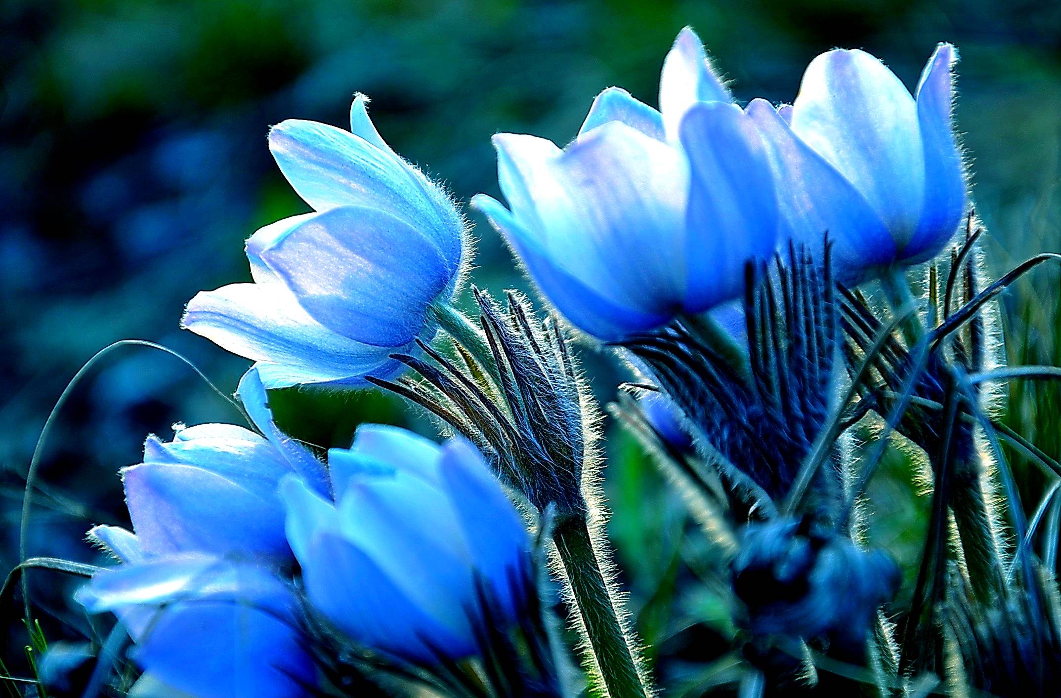 Pretty Flowers Desktop Wallpaper 15506 Full HD Wallpaper Desktop