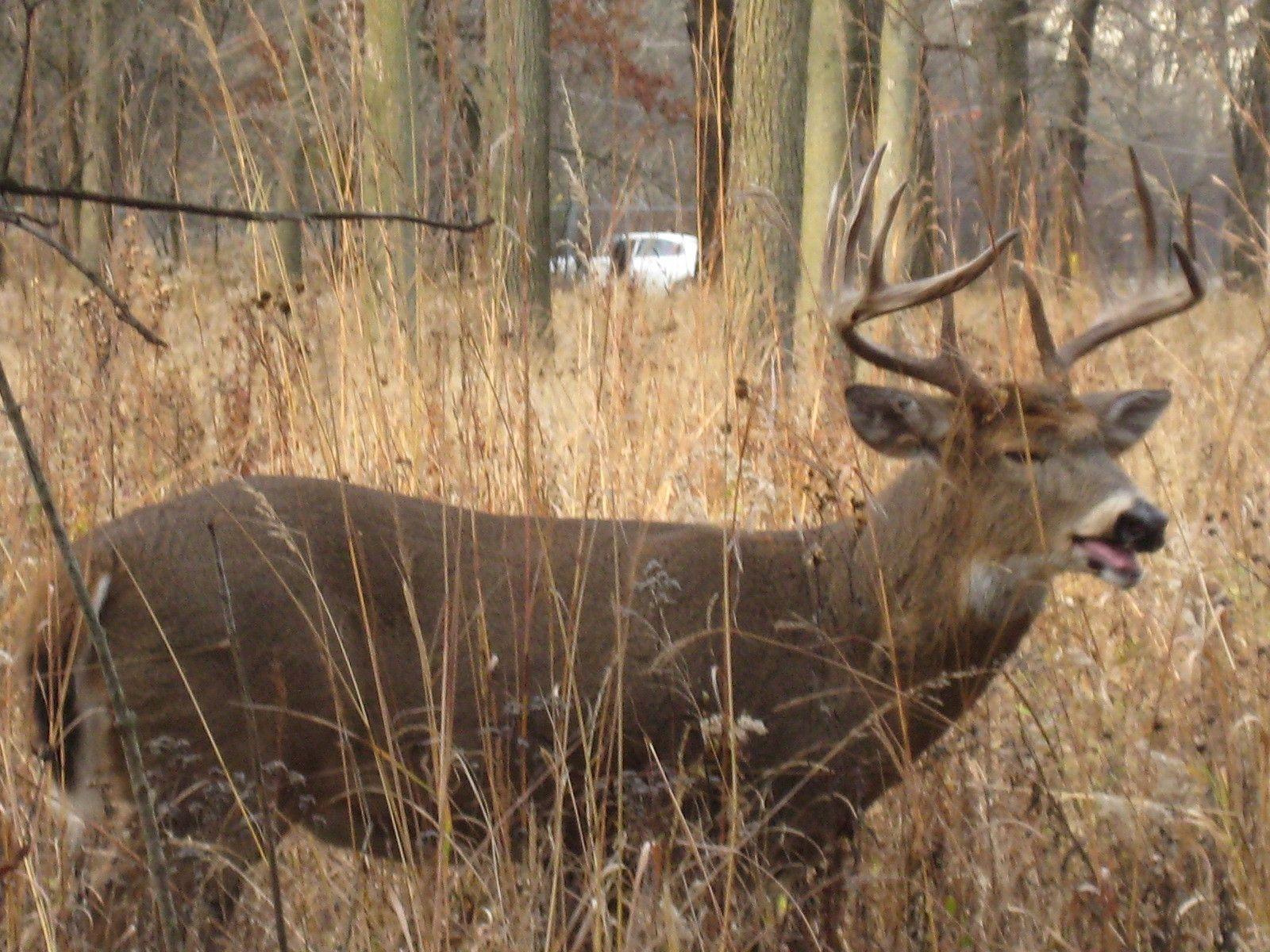 Buck of the Week: Unplugged in Chicago&;s north suburbs