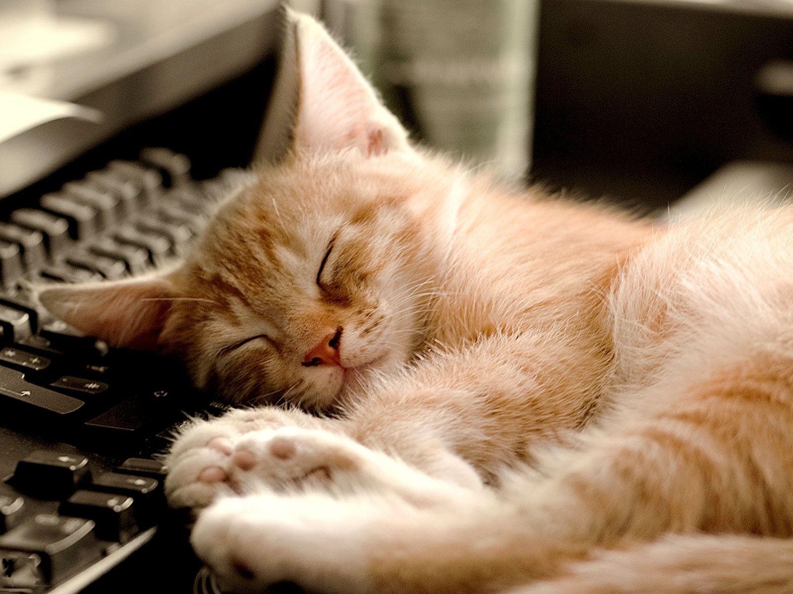 Sleeping Cat Cute Little Kitty Cat Living Wallpaper