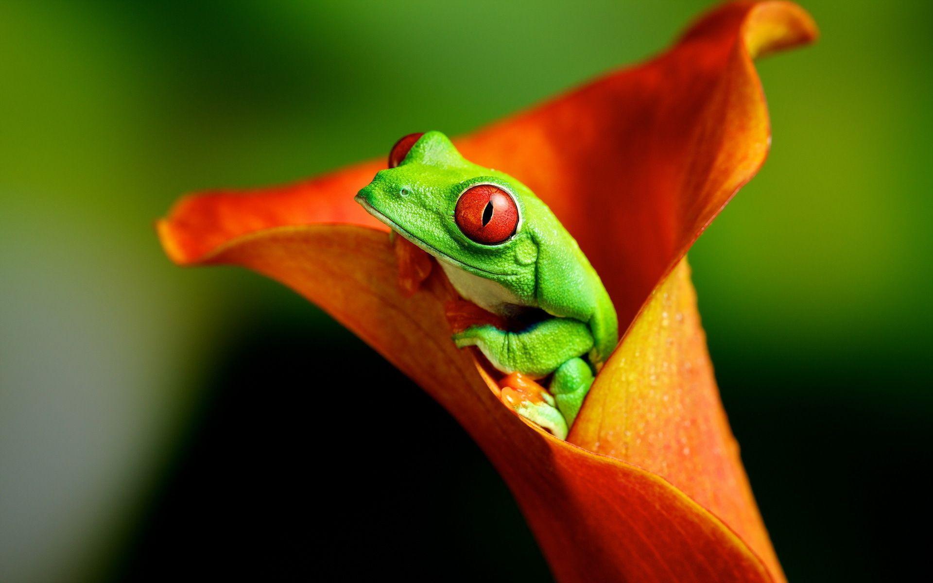 Frog Background Frog Tongue HD Wallpaper High