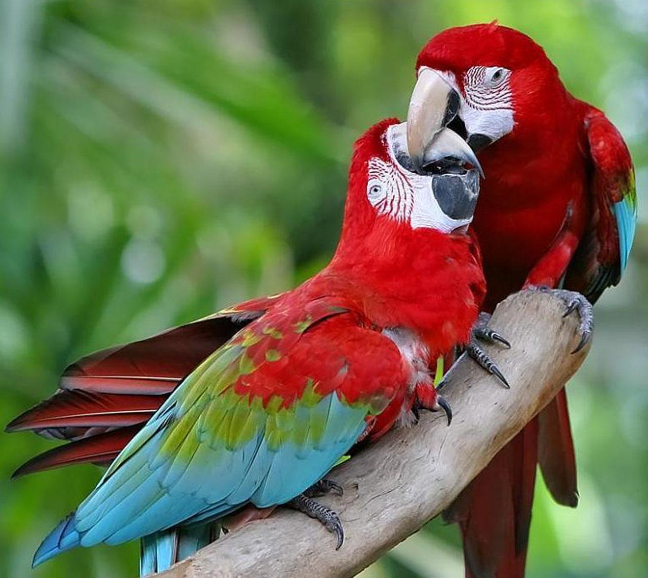 Free wallpaper Red and green Macaw parrots