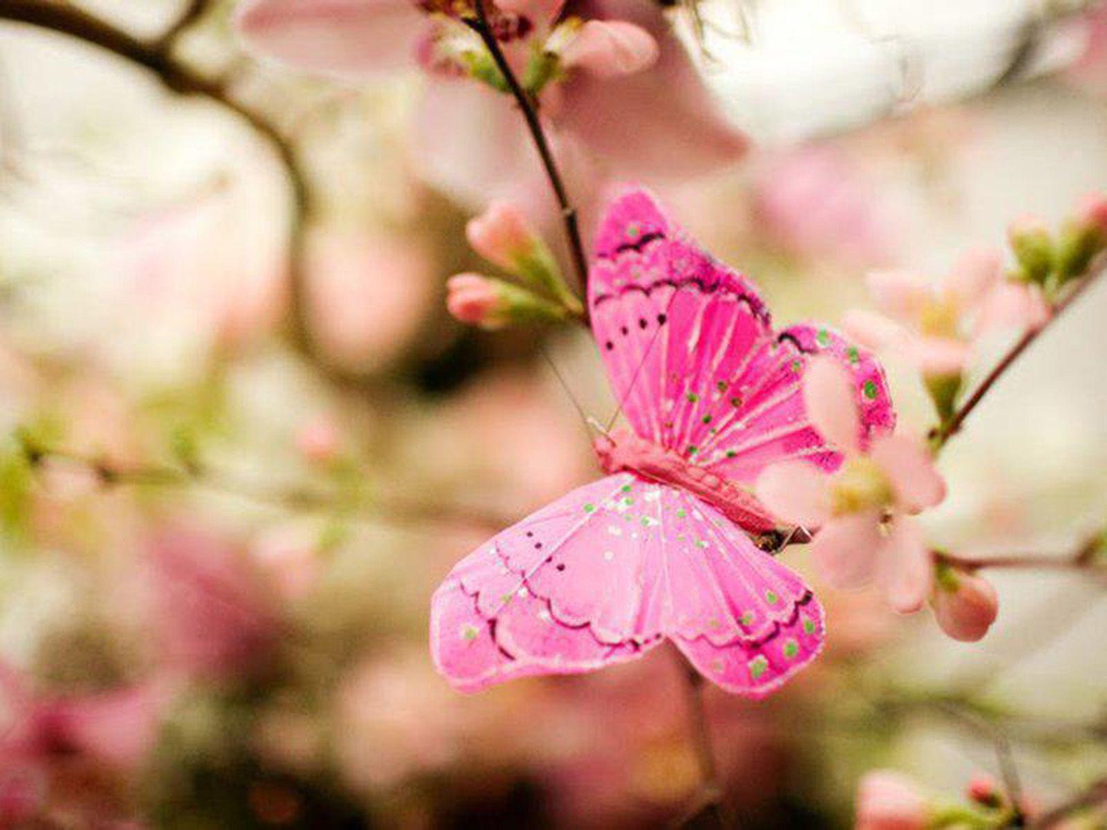 Pink Butterfly Backgrounds Wallpaper Cave Pink Butterfly Backgrounds Wallpaper Cave