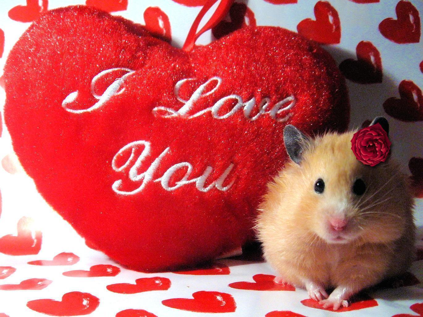 Love Valentine Hamster Screen Saver. PC Desktop Wallpaper