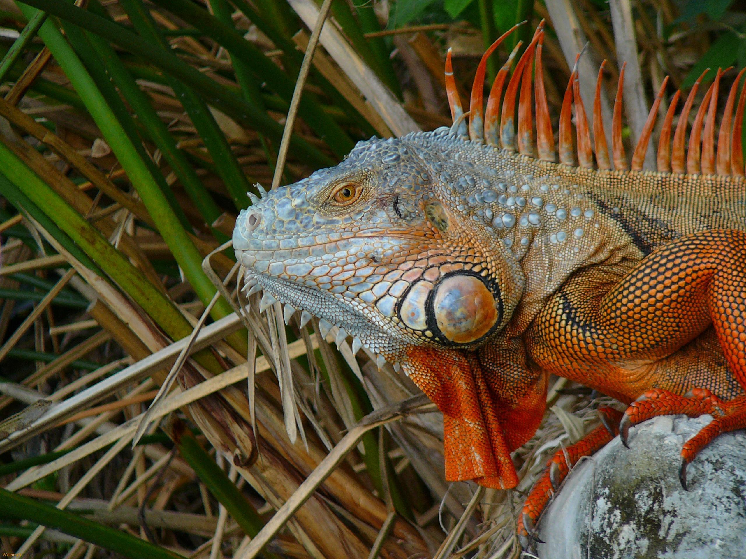 Iguana