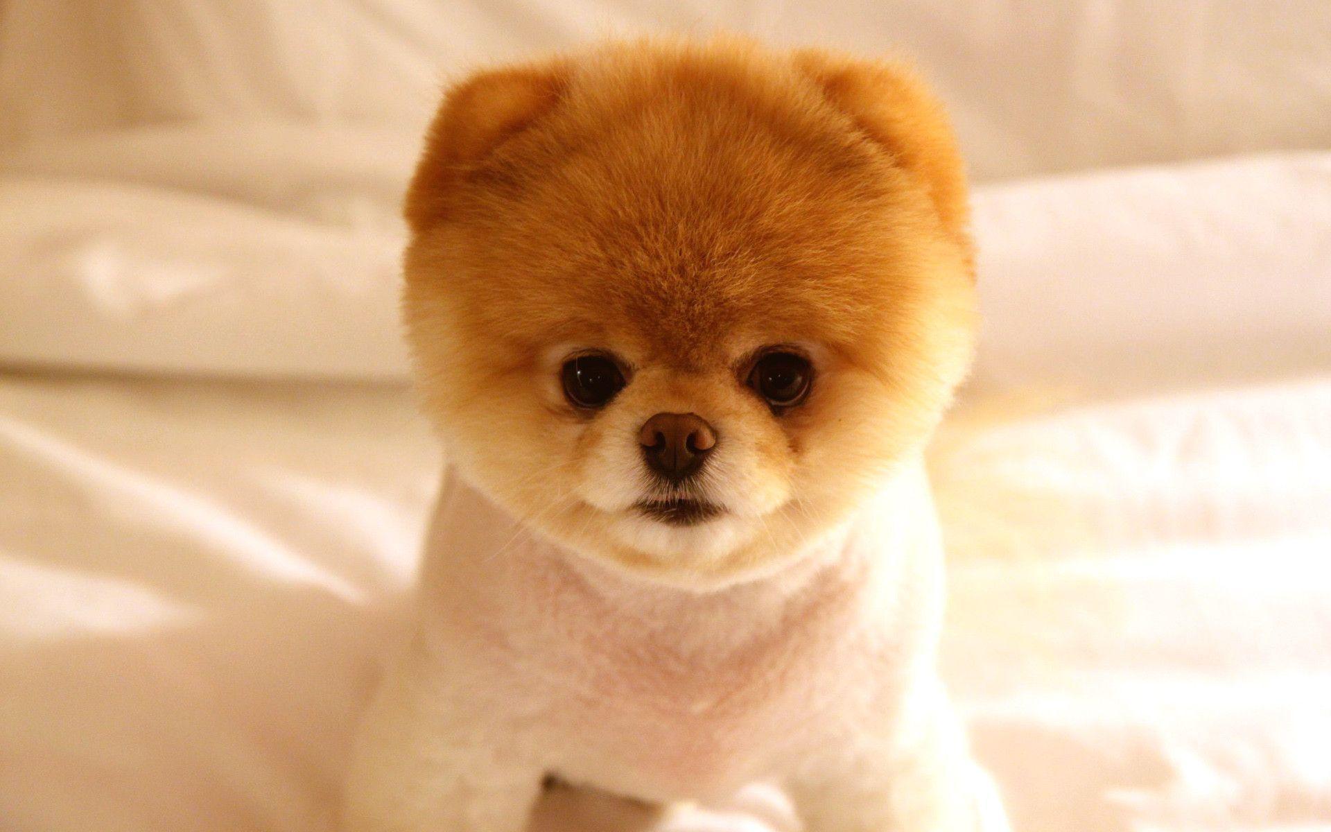 Cute Dog Boo Wallpaper