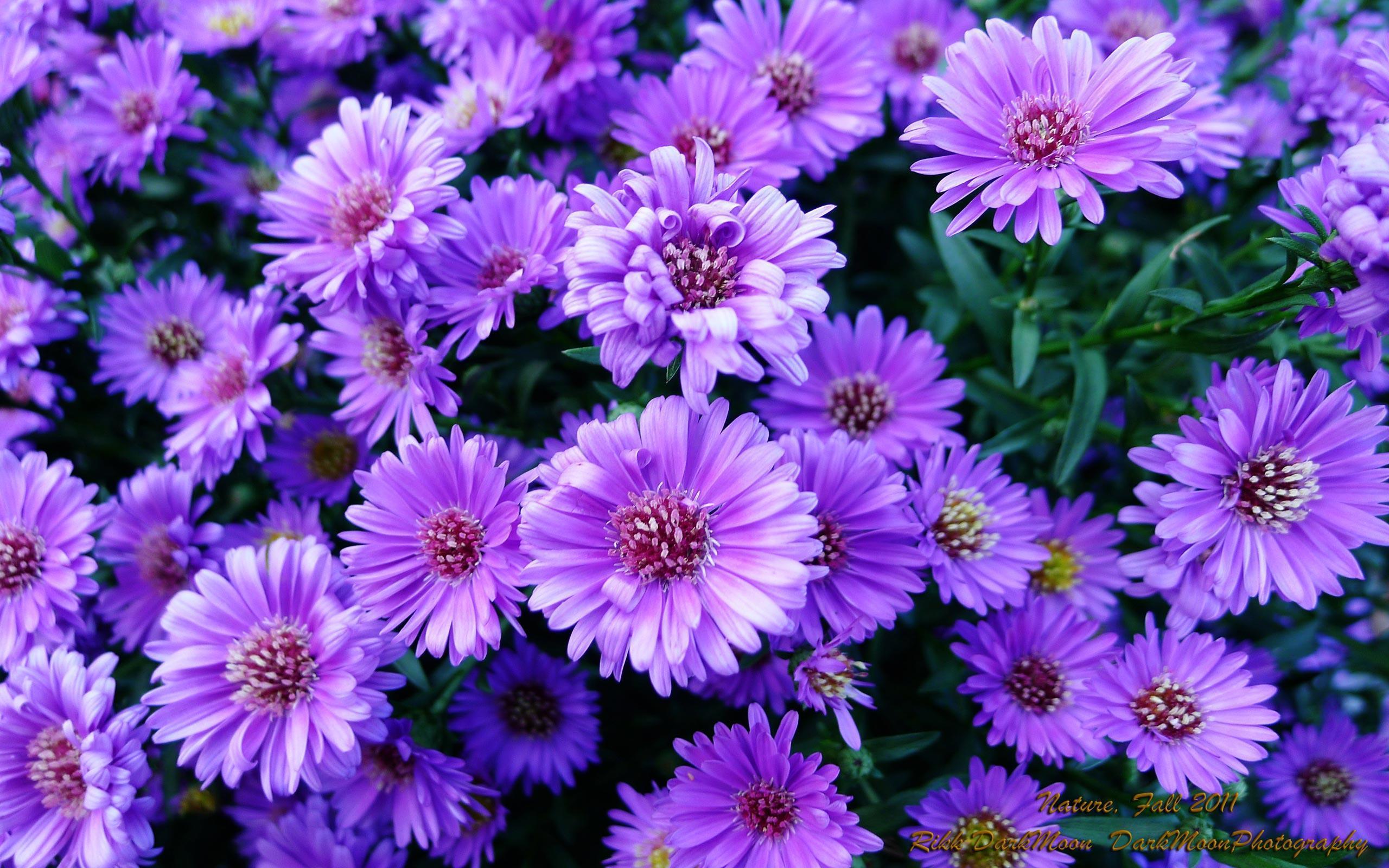 Purple Flowers Widescreen Wallpaper 9208 Full HD Wallpaper