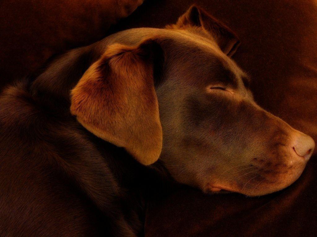 Free Brown Labrador Photo / Desktop Background / Wallpaper