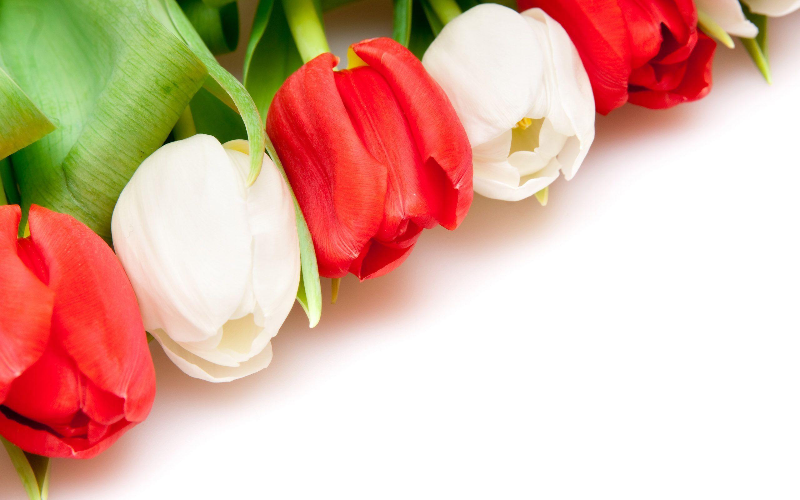 Red Tulips Wallpaper