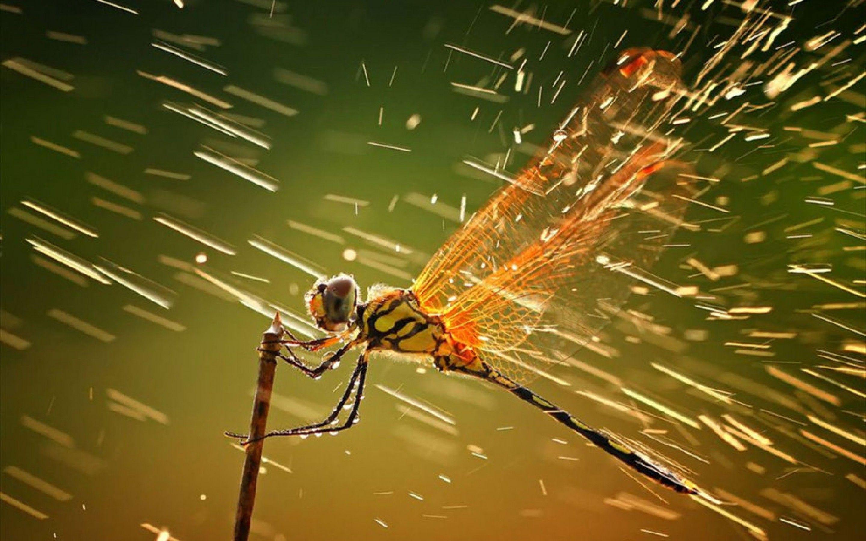 Dragonfly In Rain Hd Wallpaper