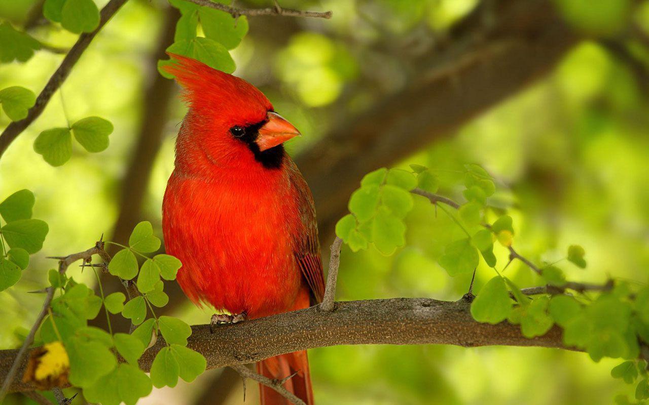 Red Cardinal Bird Wallpaper Downloads. Birds, Downloads, Red