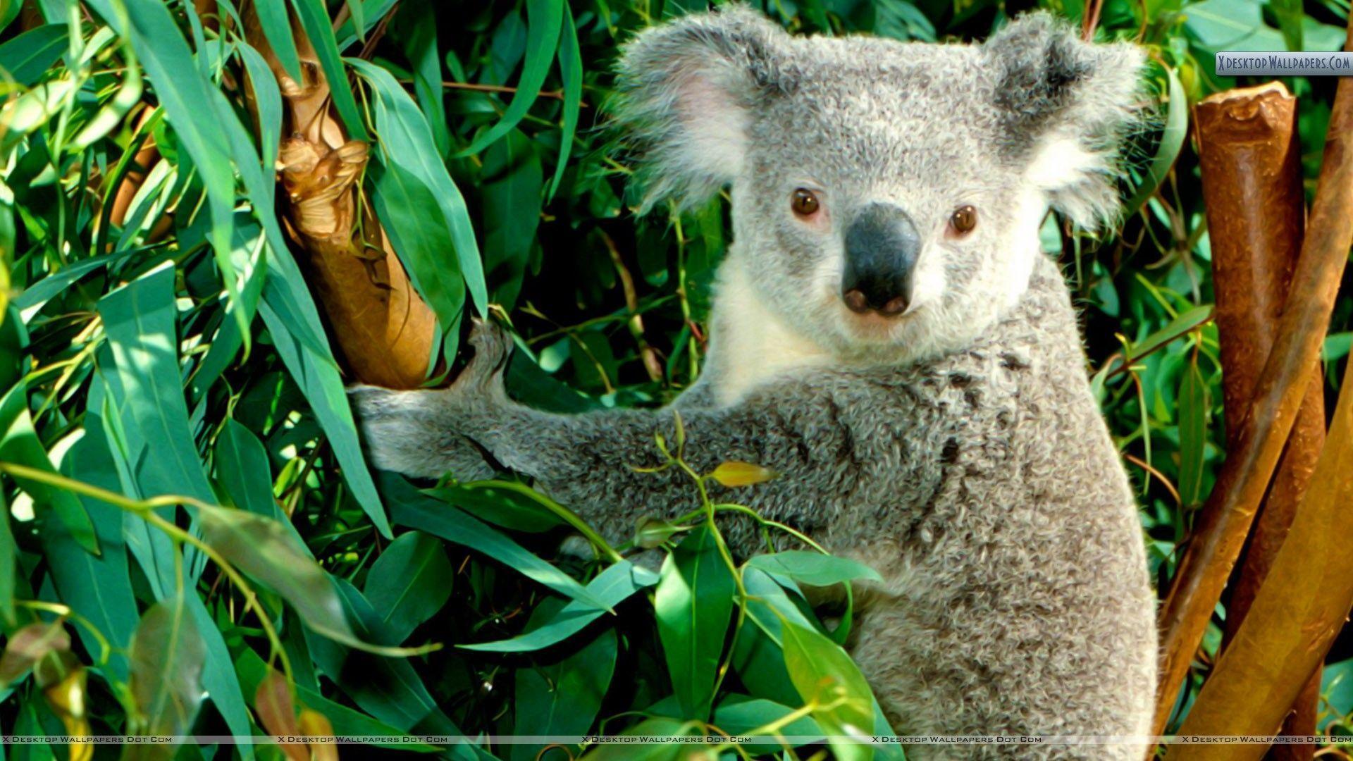 Hanging Out Koala Wallpaper