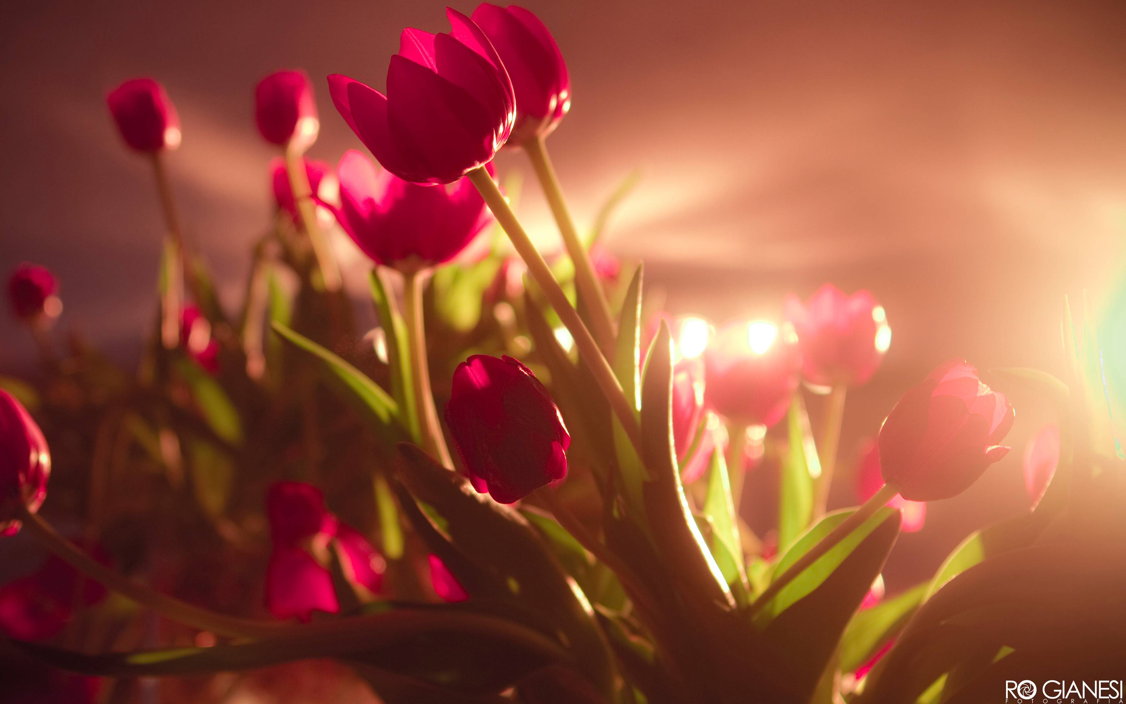 Wallpaper Tagged With TULIPS. TULIPS HD Wallpaper