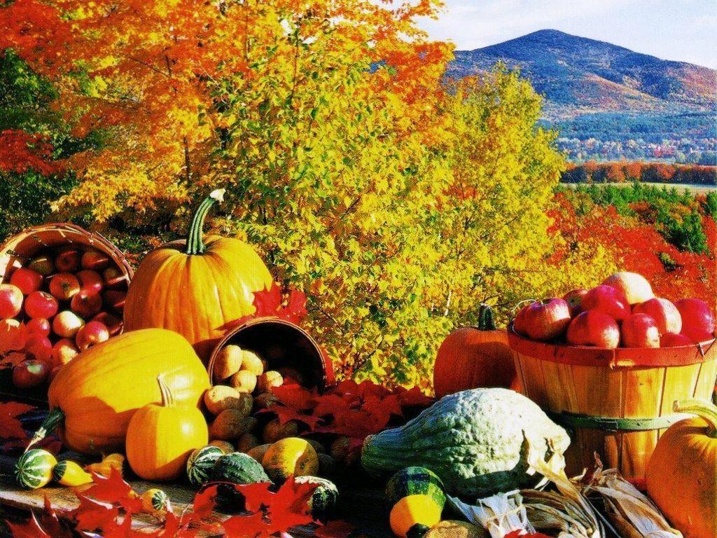 Thanksgiving Harvest Wallpaper