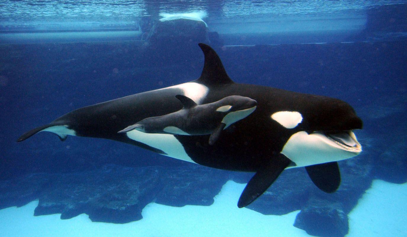 Killer Whale Wallpaper Desktop Download. Whales, Picture Of