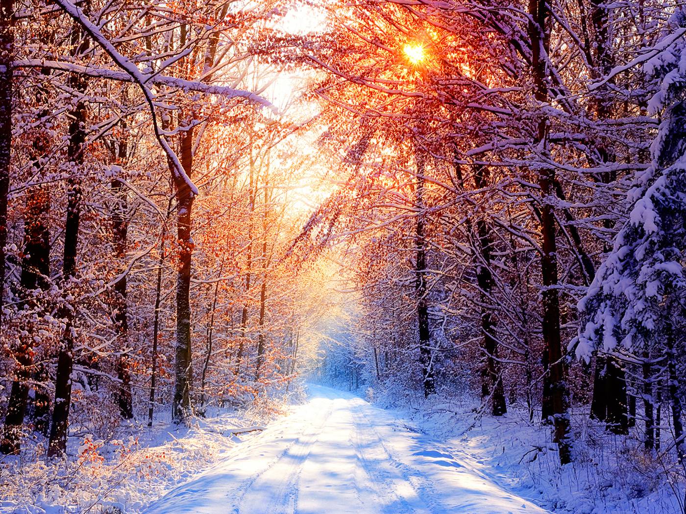 Winter Trees Free Desktop Wallpaper