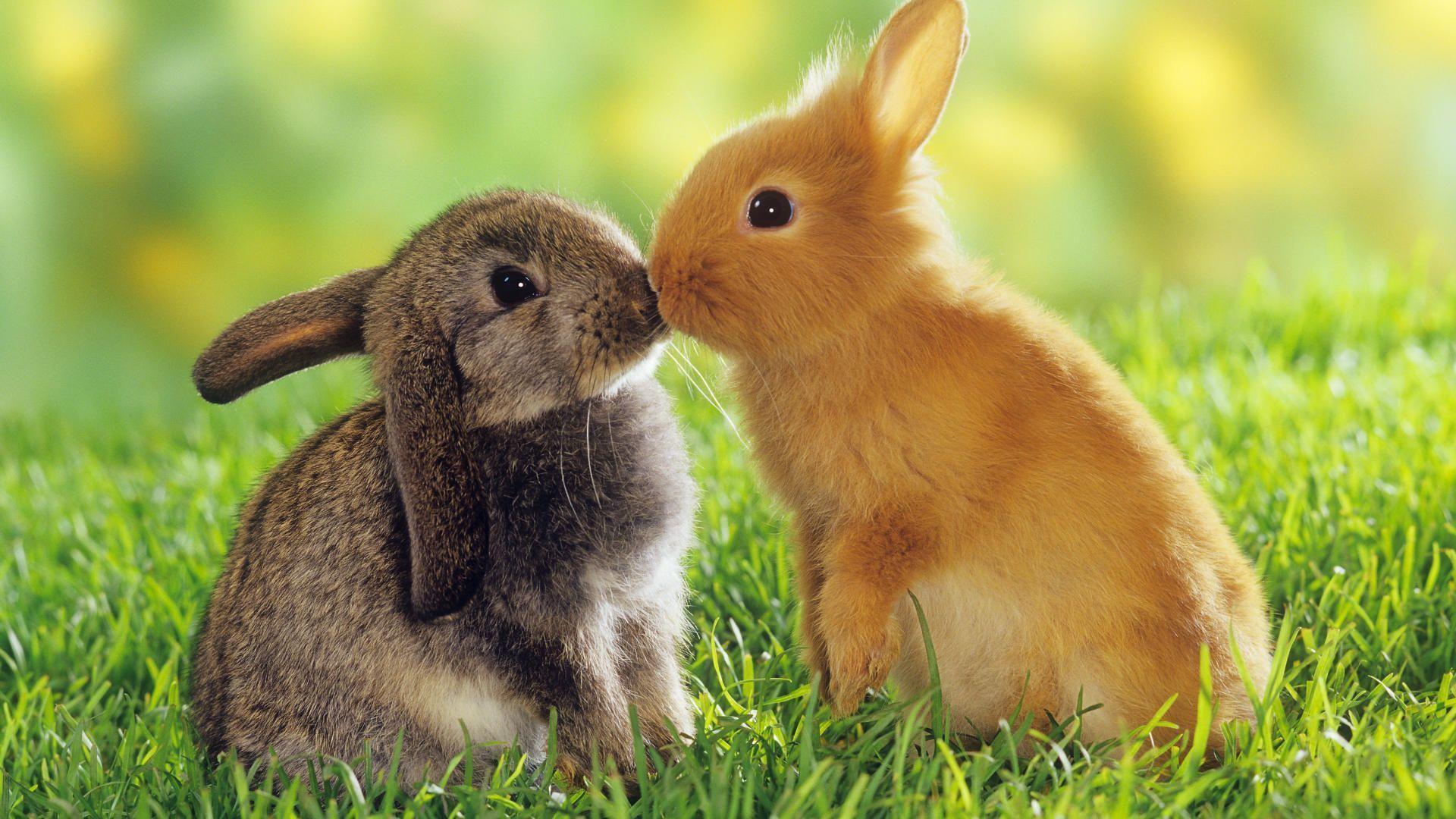 Cute Rabbit HD wallpaper