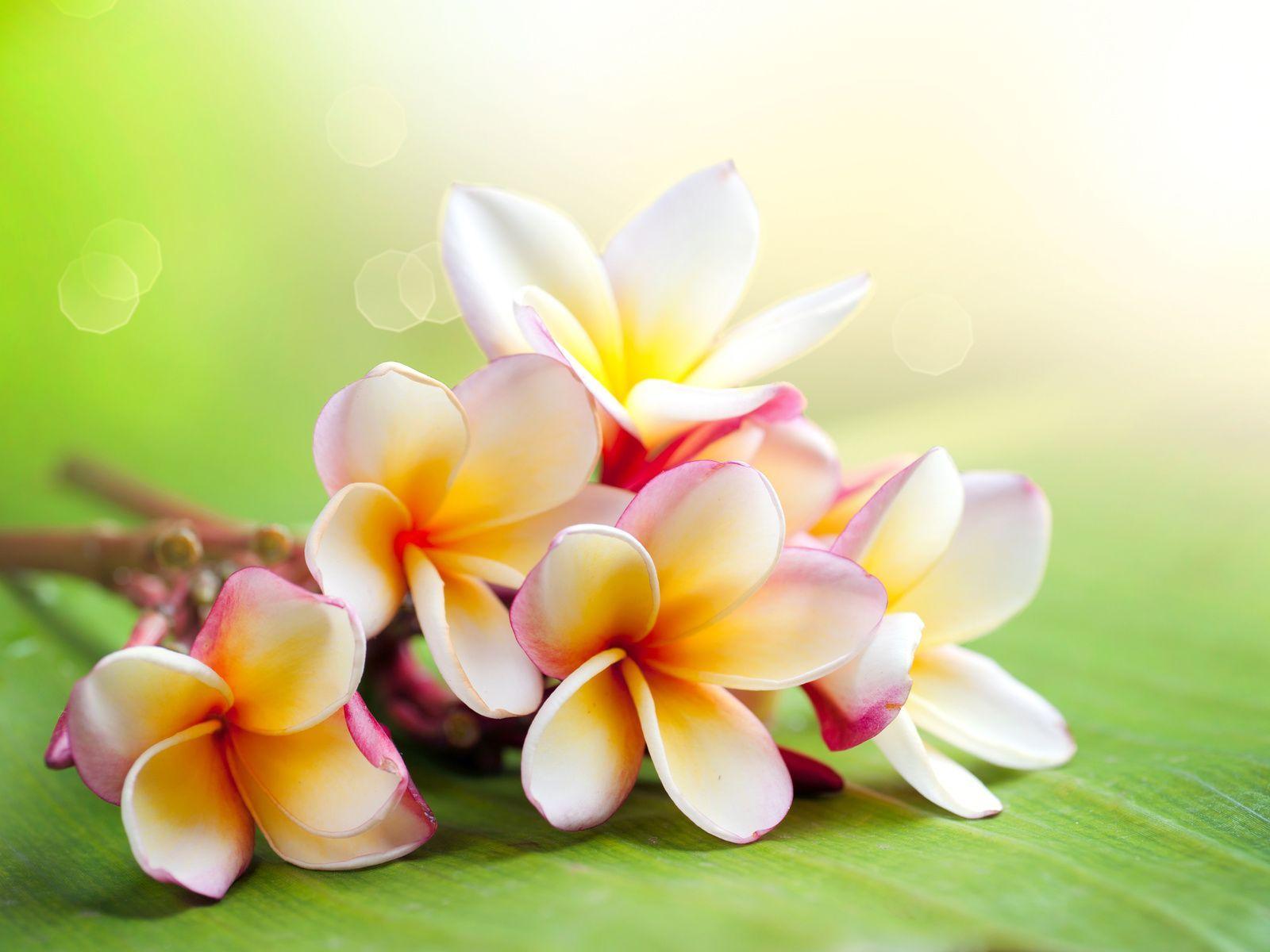 Tropical Hawaiian Flowers. Flower Meanings, Picture and Photo