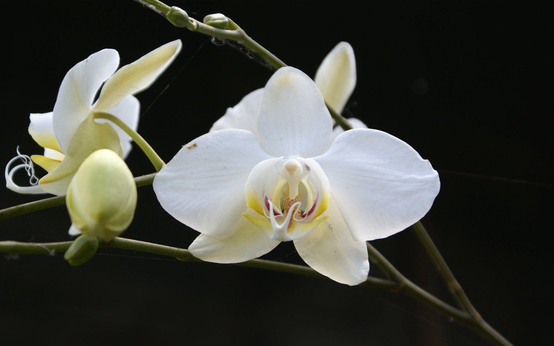 image For > White Orchid Desktop Wallpaper