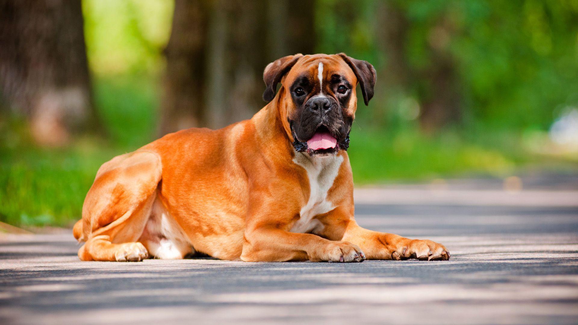 image For > Dogs Wallpaper Boxer