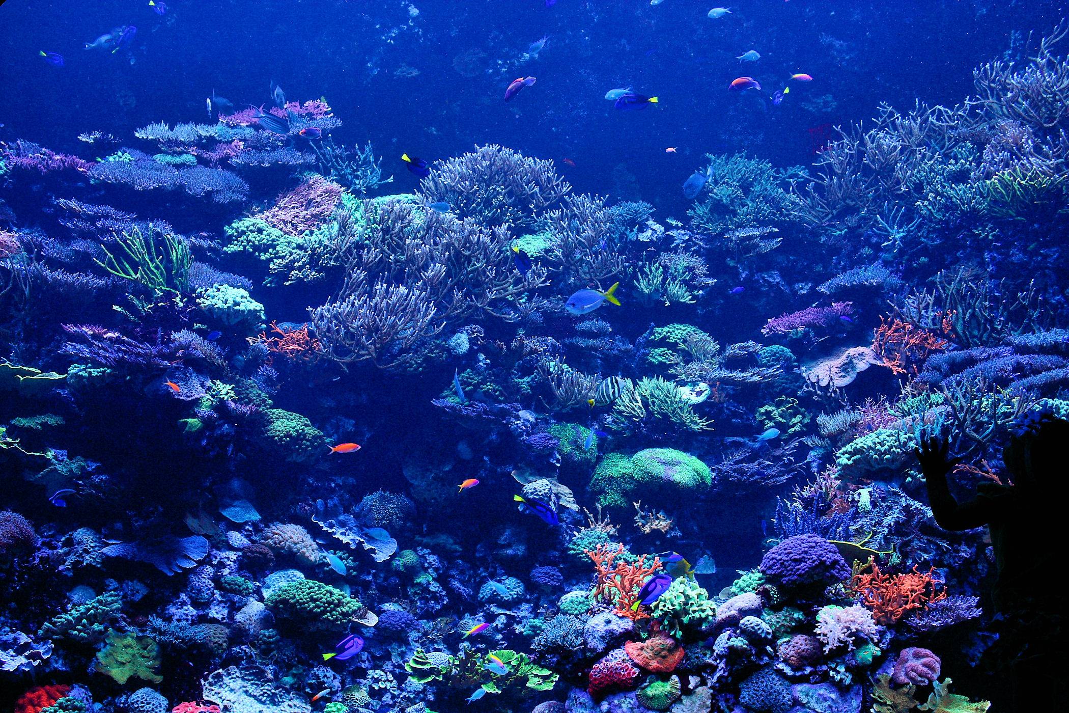 Wallpaper For > Coral Reef Background Vector