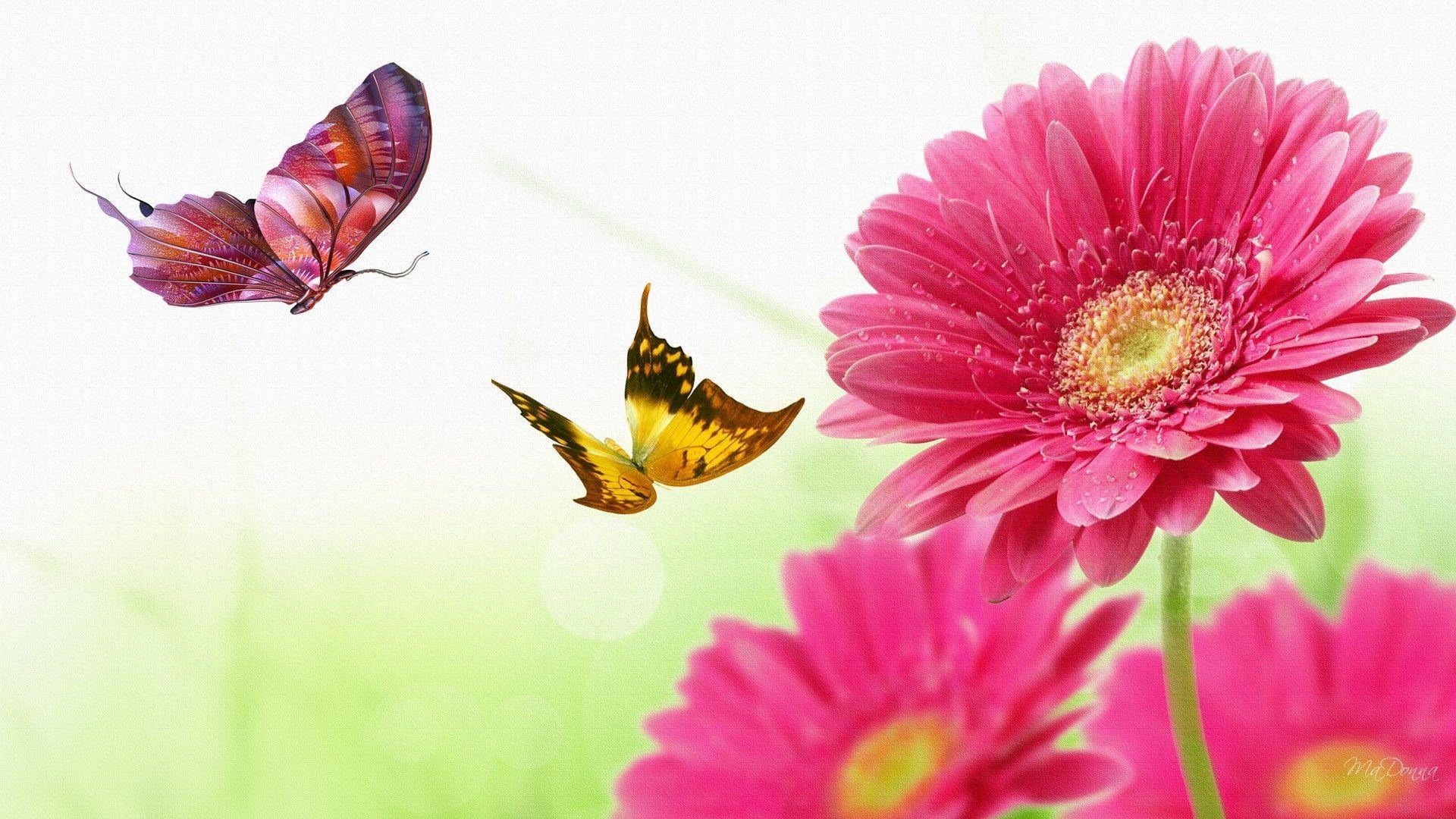 Gerber Daisy Butterfly Dance, Desktop and mobile wallpaper