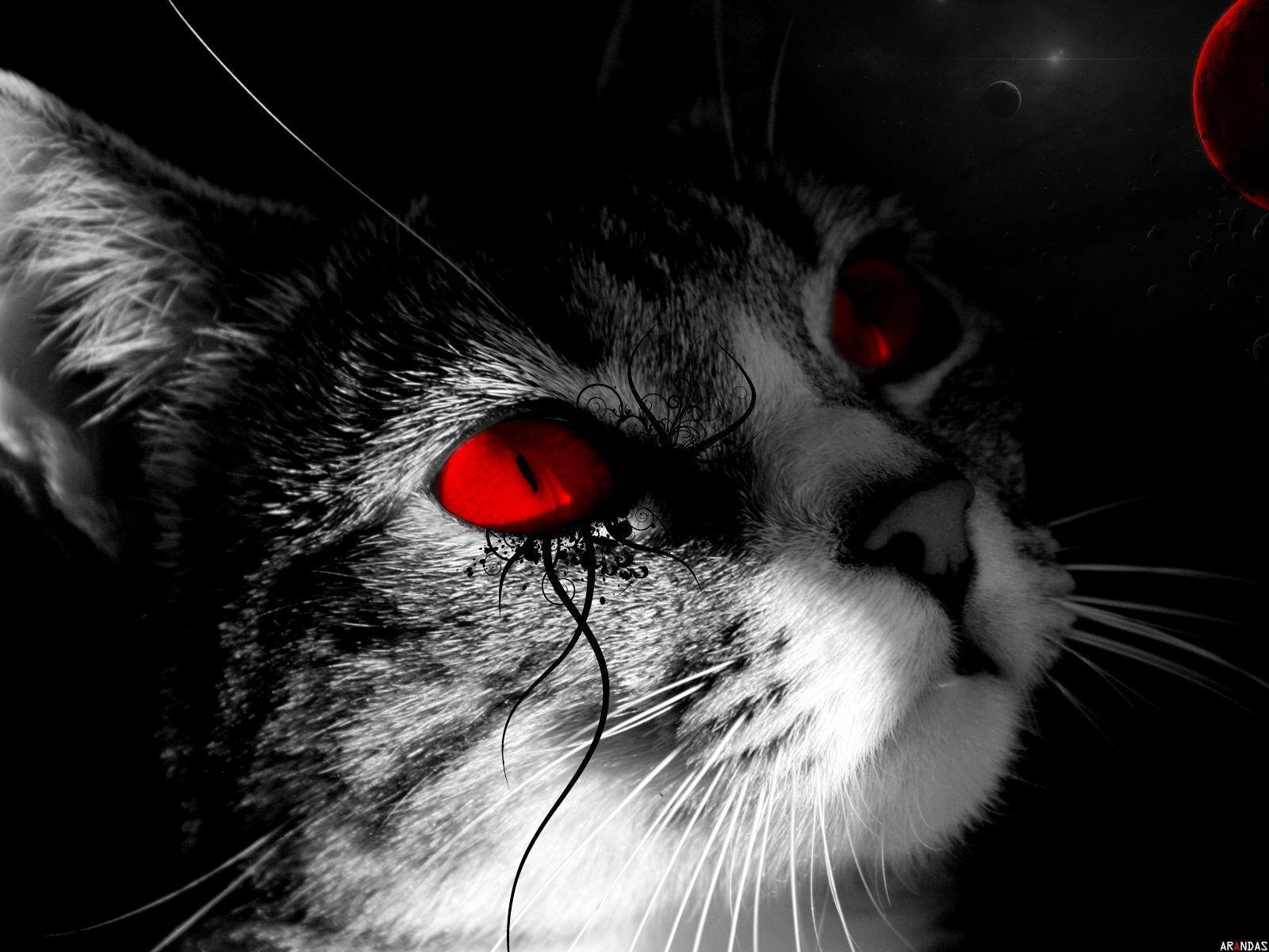 gray cat eyes wallpaper Search Engine