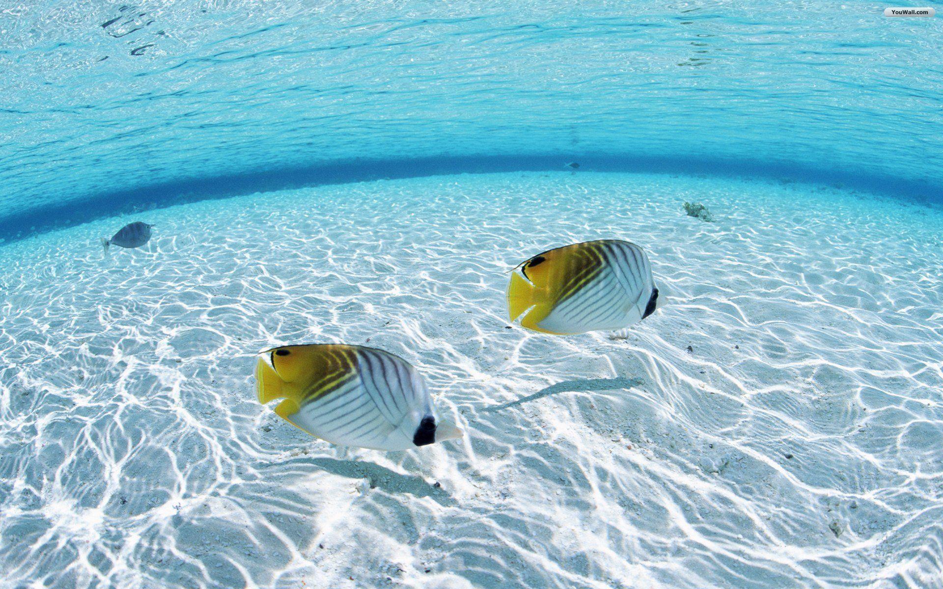 Fish Wallpaper Maldives Tropical Paradise. Fish, Maldives