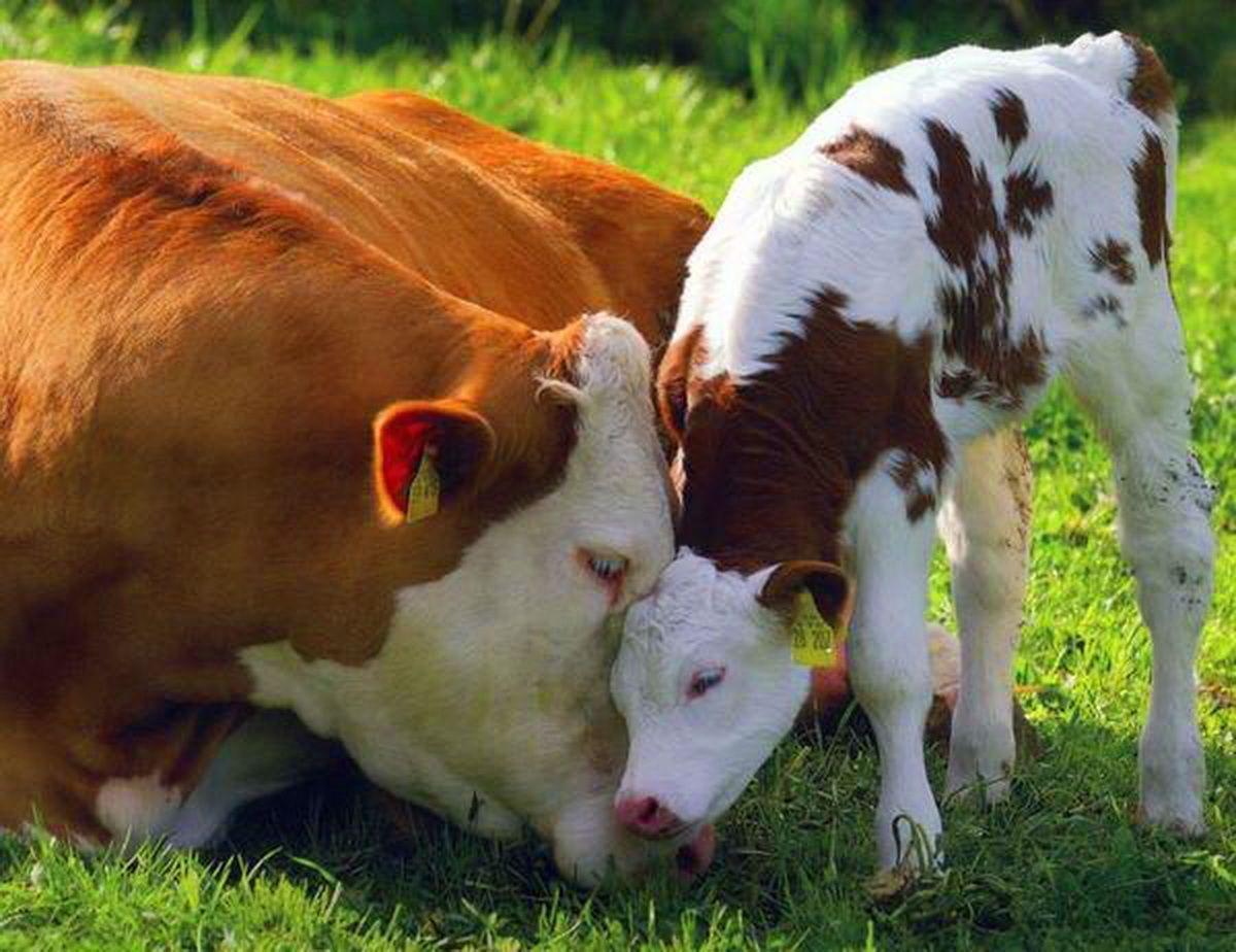 Animals For > Cute Cows Wallpaper