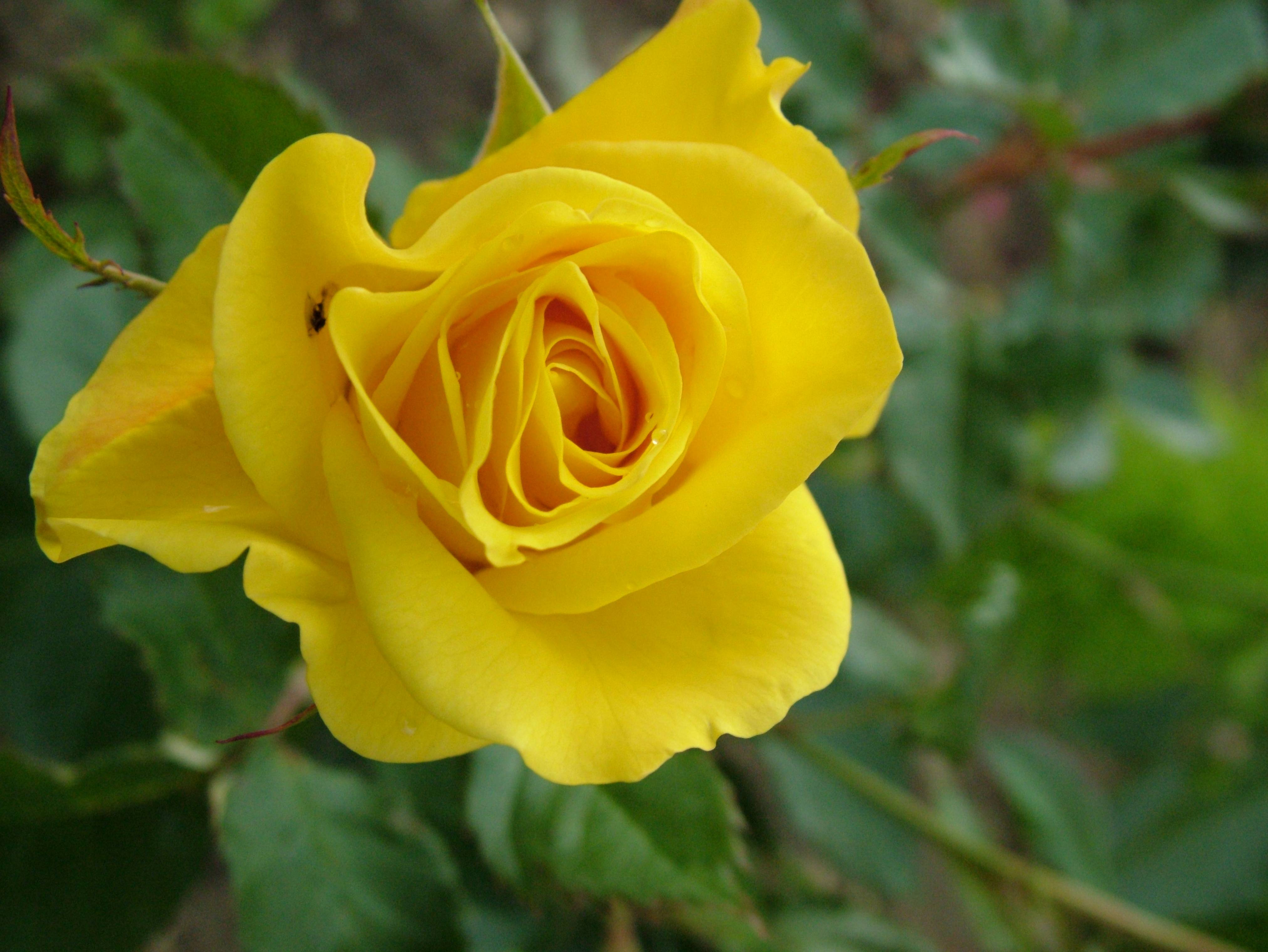 Free Yellow Rose Wallpapers - Wallpaper Cave