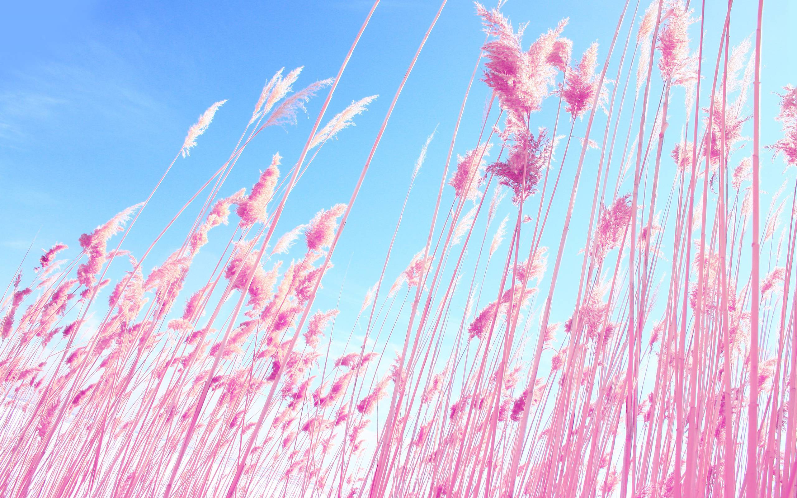 Pink reed Wallpaper