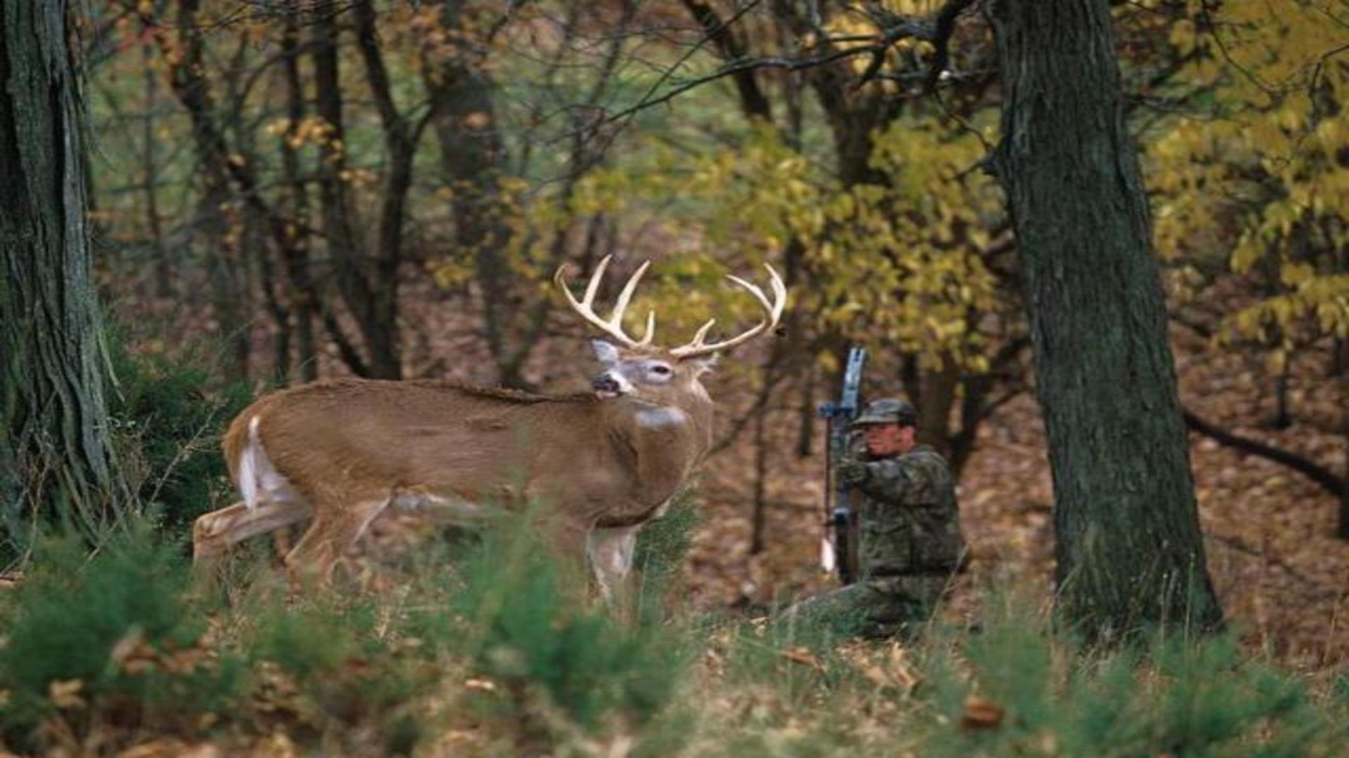 Bow hunter drawing on white tailed deer buck free desktop