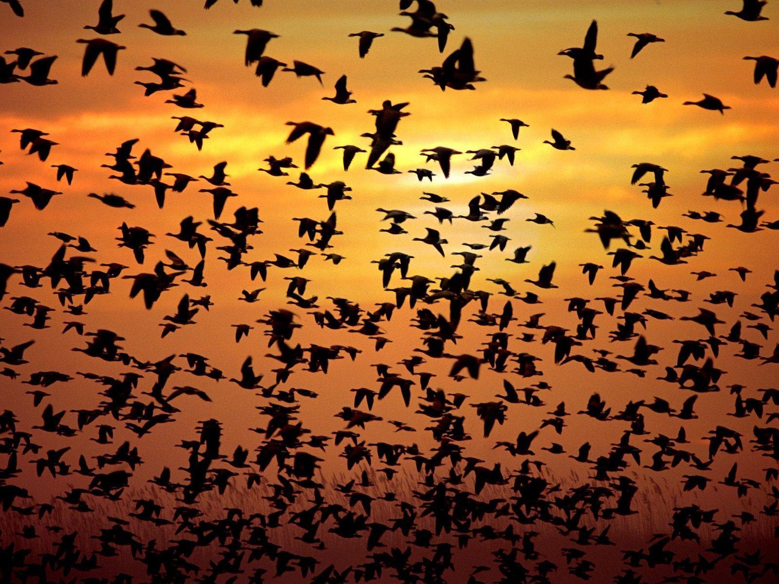 Pix For > Flying Bird Silhouette Wallpaper