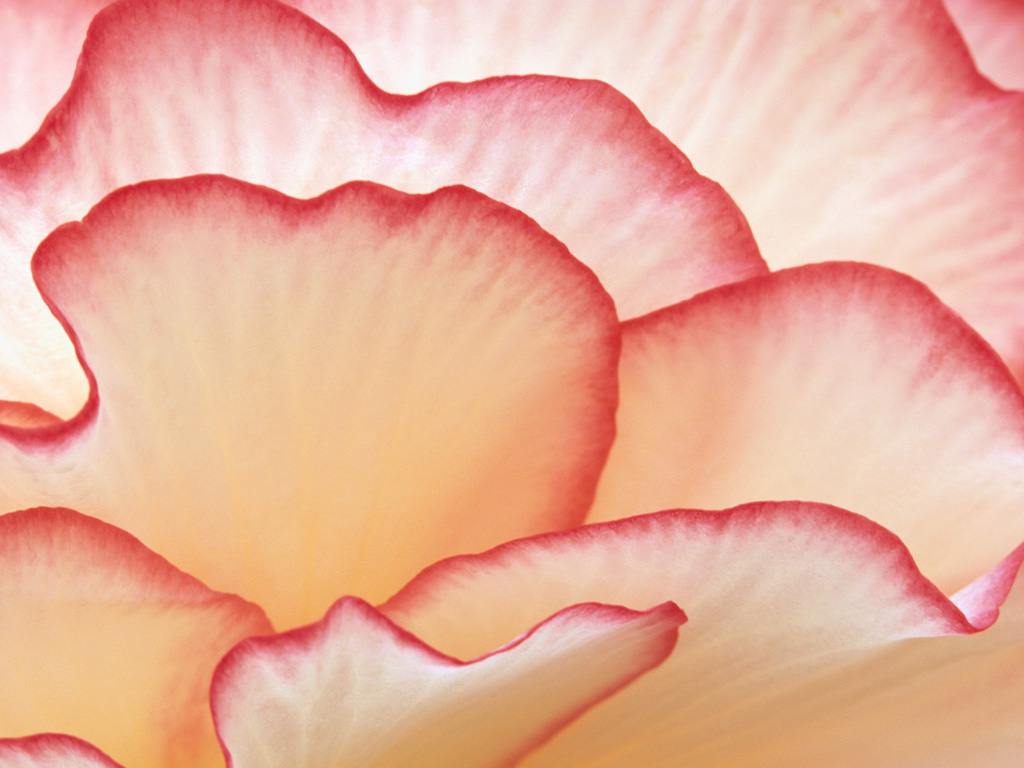 Rose Heart Desktop Wallpaper Picture Background