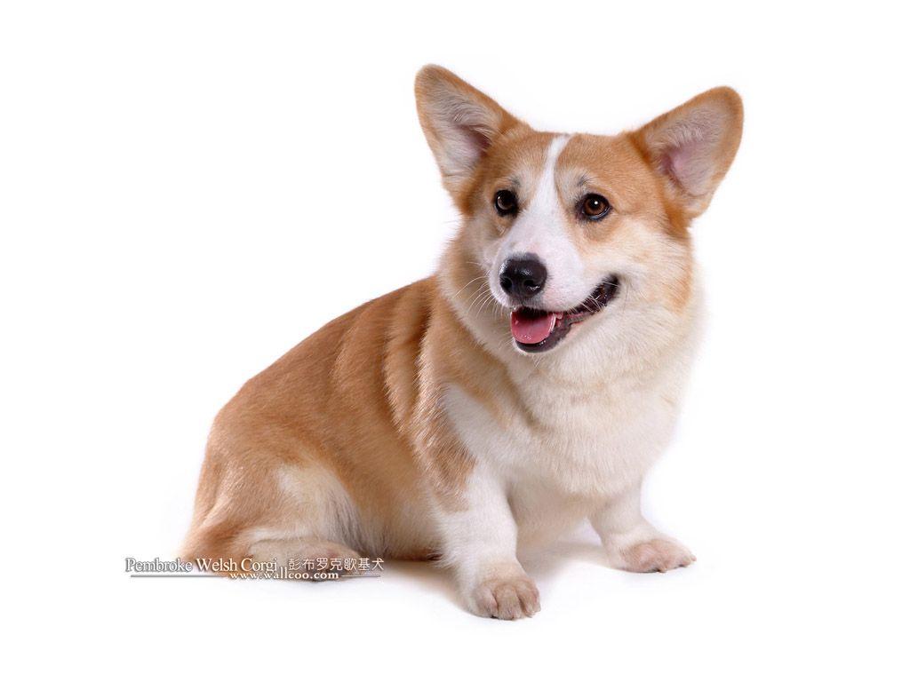 Welsh Corgi Wallpapers - Wallpaper Cave