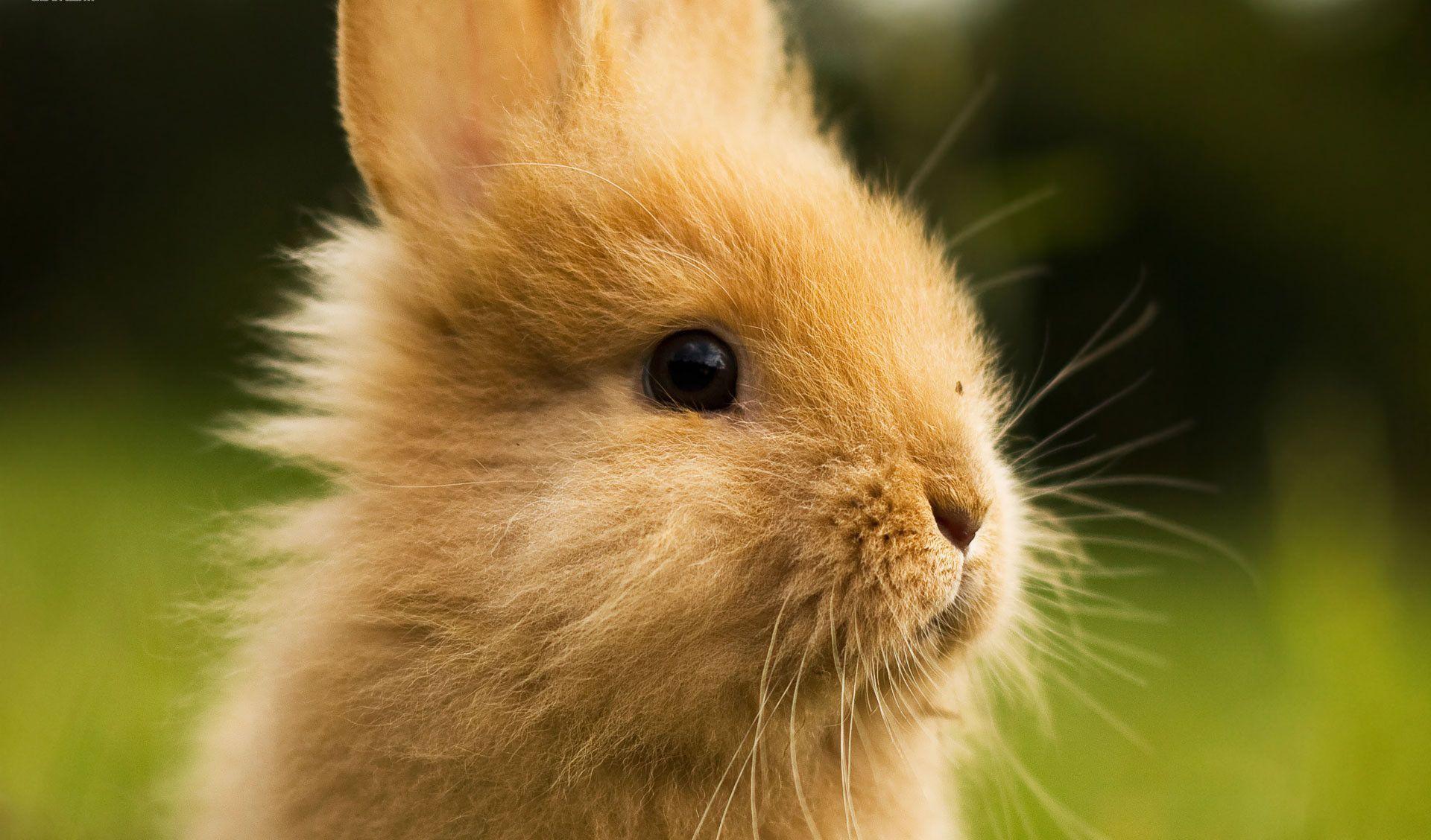 Cute Bunny Rabbit Cool HD Wallpaper Picture on ScreenCrot