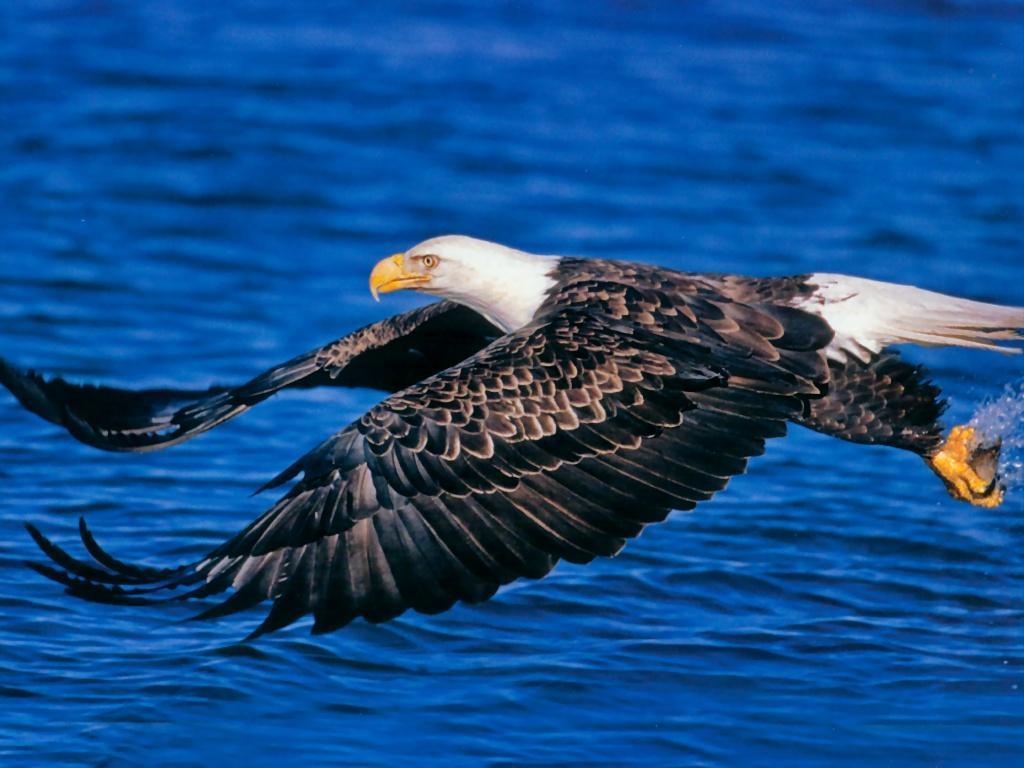 Bald eagle hunting fish free desktop background wallpaper image