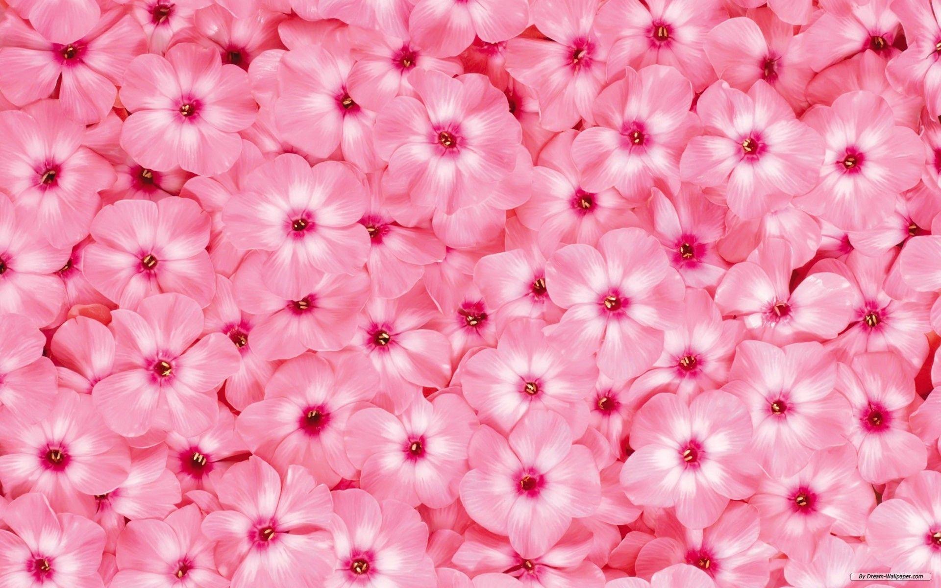 Flower Beautiful wallpaper
