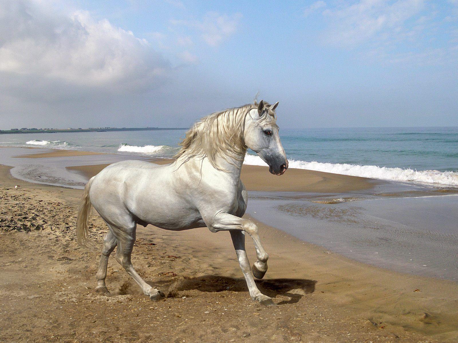 Andalusian Horse Desktop Wallpaper And Picture