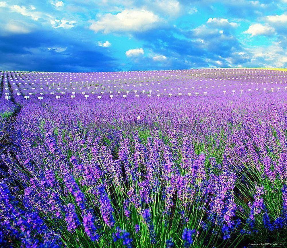 Lavender Flowers Wallpaper HD. Freetopwallpaper