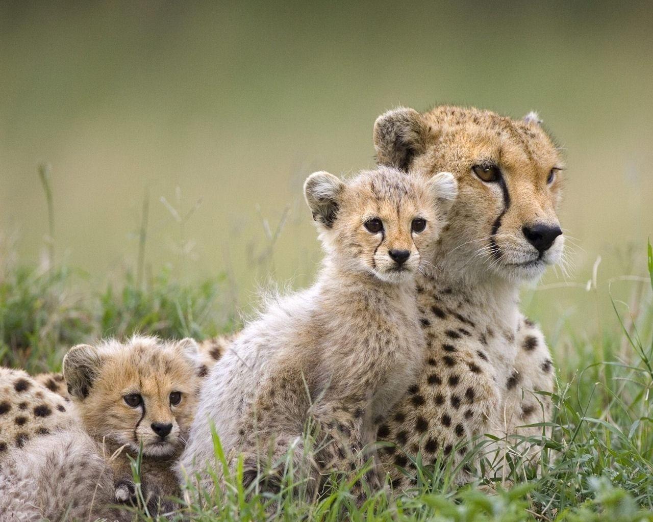 Cheetah Family Animals Wallpaper