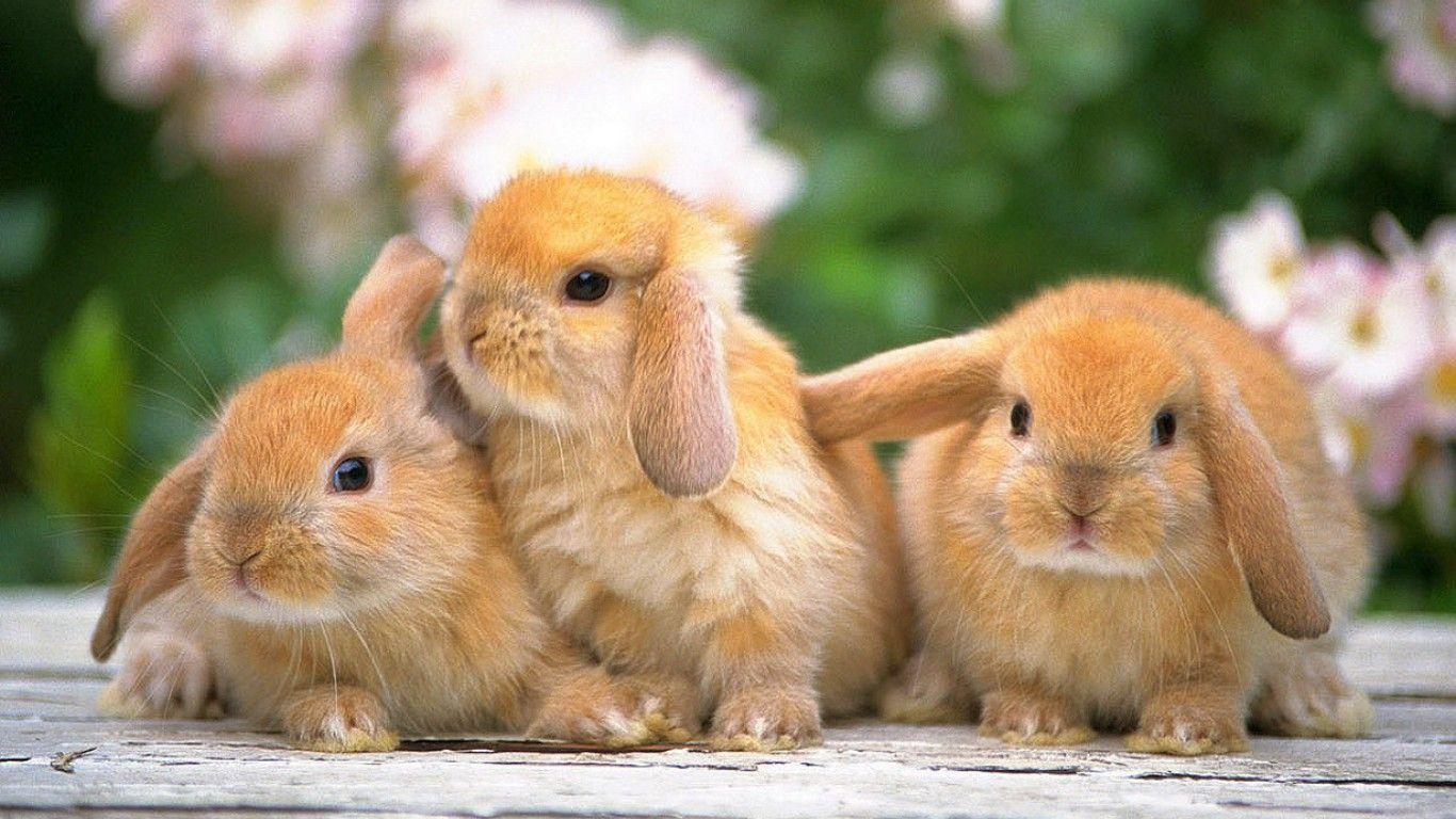 The Image of Bunnies Fresh HD Wallpaper at TurnLOL HD