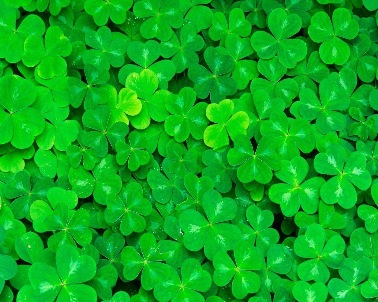 Wallpaper For > Irish Shamrock Wallpaper