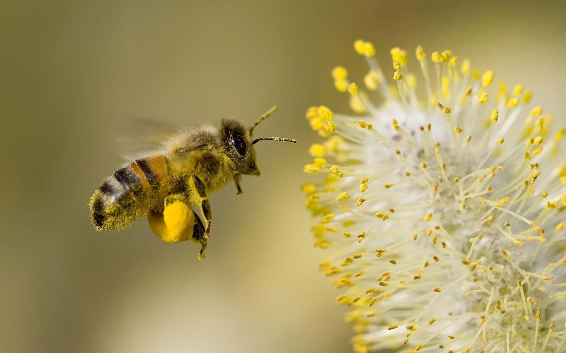 Desktop Wallpaper Honey Bee On Flower 1680 X 1050 282 Kb Jpeg