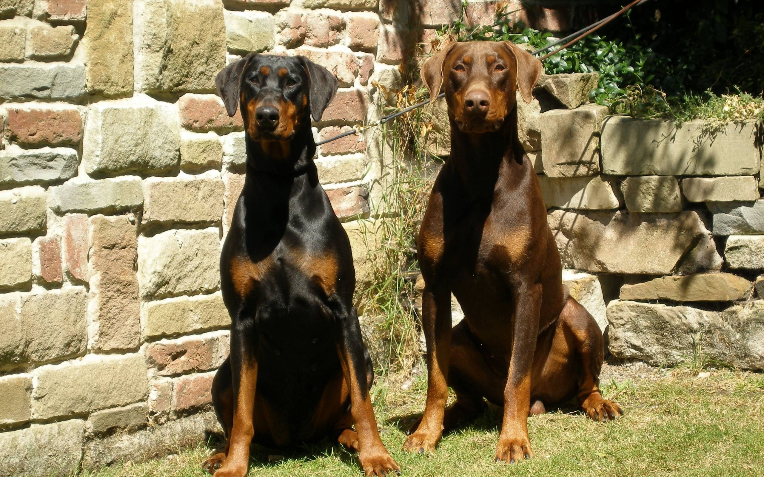 Doberman Wallpapers - Wallpaper Cave