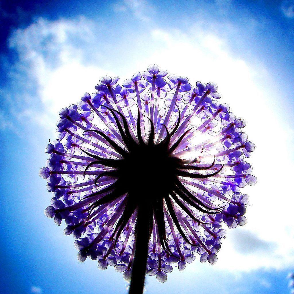 Purple Flower with Blue Sky. Geek Gone Marketer