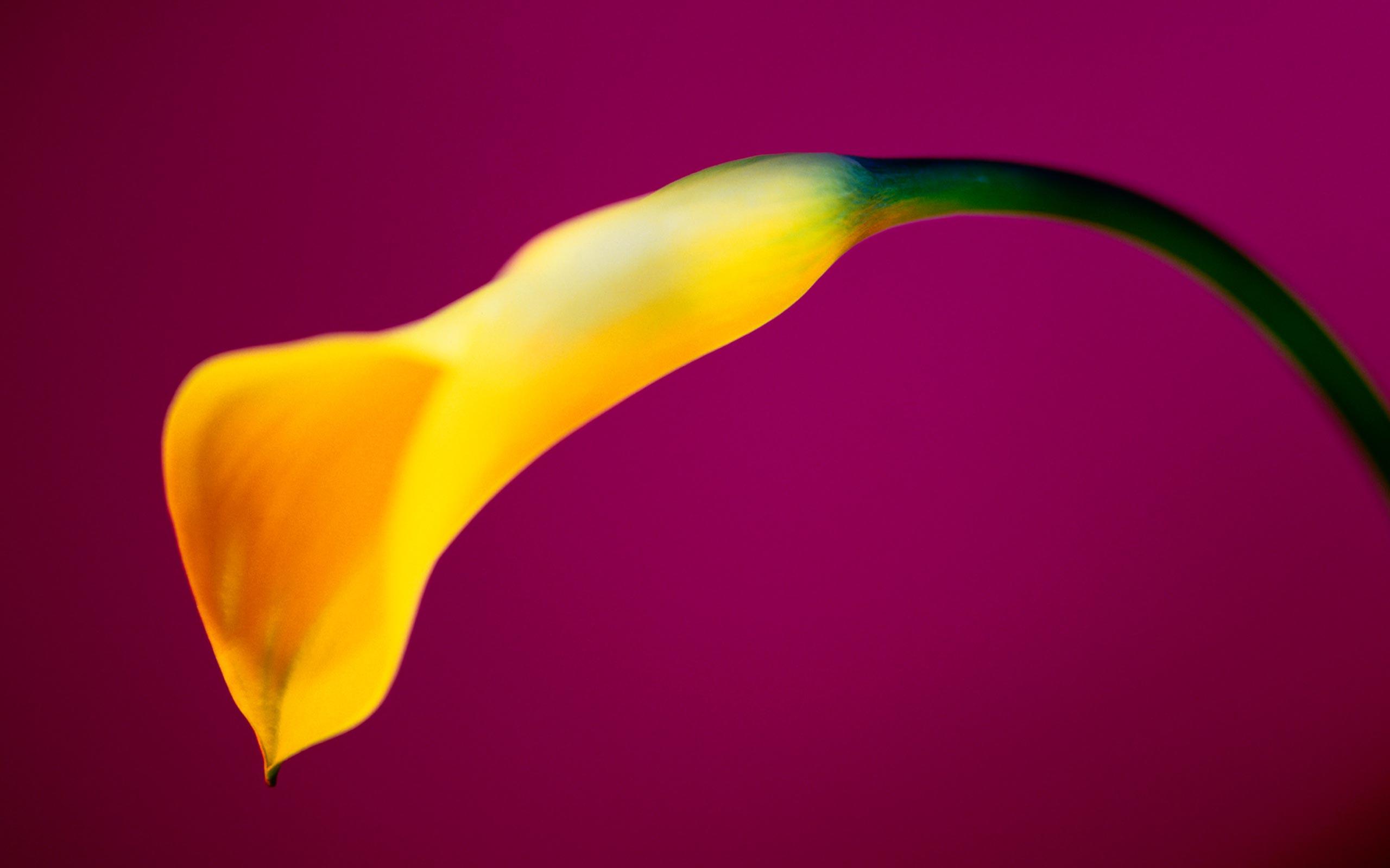 Calla Lily Flowers HD Wallpaper. Calla Lily Flowers Picture